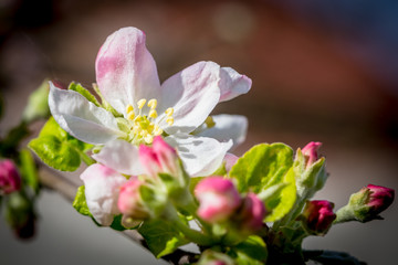 Blooming beautiful apple flowers on branches with  blured background. April spring tree blossom