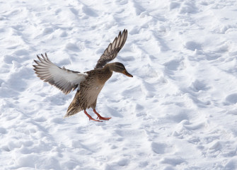 Duck flying against white snow in winter