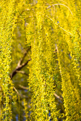 Obraz premium Yellow flowers on willow branches in spring