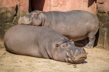 Two Hippos Resting Under Warm Sunlight