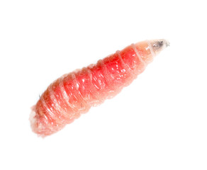 red worm of maggots on a white background