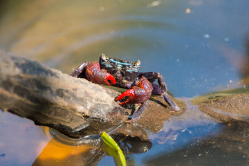 Beautiful Meder's Mangrove Crab