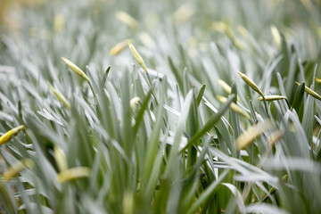 narciso in fioritura