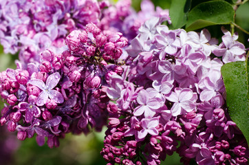 Lilac flowers. Purple spring flowers. Floral background