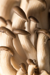 Oyster mushrooms as a background