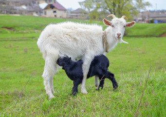 Fototapeta premium goat and lamb
