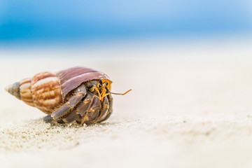 Tropical crab in white sandy beach