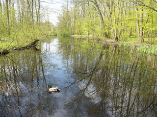 wild duck swims through pond in spring with fresh leaves on trees in park near utrecht in the netherlands