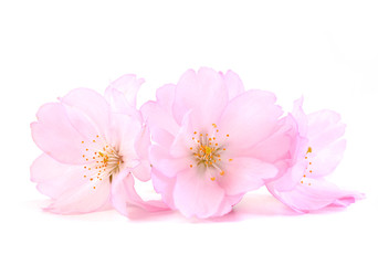 Fototapeta na wymiar Cherry blossom. Pink spring flowers.