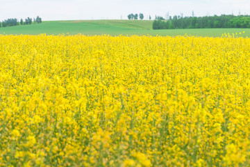Obraz premium Rapeseed field, Brassica napus
