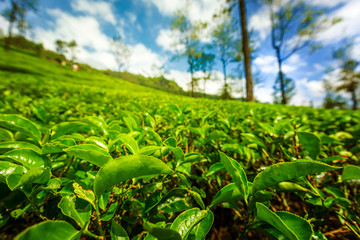 Close up leaf of green tea