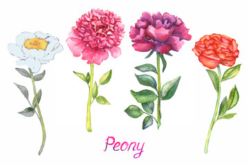 Peonies white, pink, purple and red flowers collection, isolated on white hand painted watercolor illustration with inscription