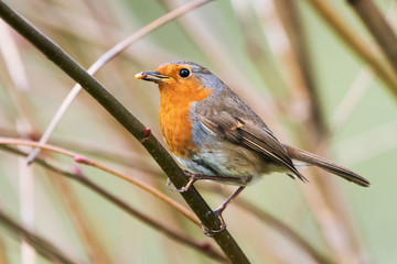 European Robin, Erithacus rubecula, Robin, Birds