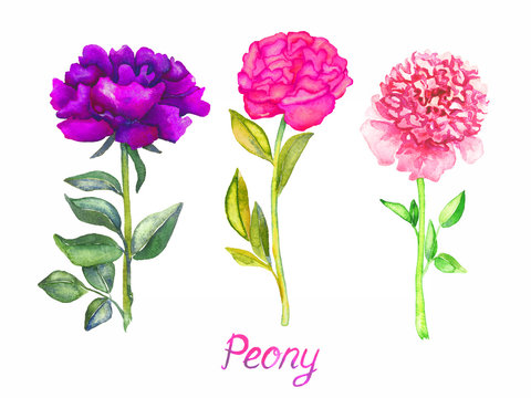 Peonies pink and purple flowers set, isolated on white hand painted watercolor illustration with inscription
