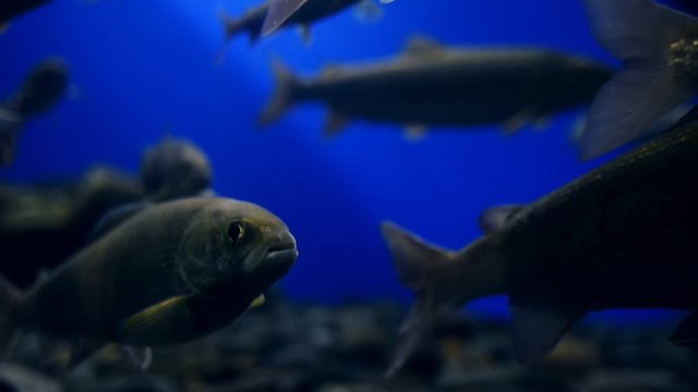 A large live fish stands in the water and opens its mouth. She is among other vertebrate animals that gathered in a huge flock. Deep beneath the blue transparent water, the creatures stood motionless