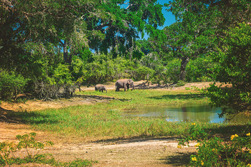 Yala National Park, Sri Lanka, Asia.