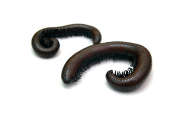 millipede
