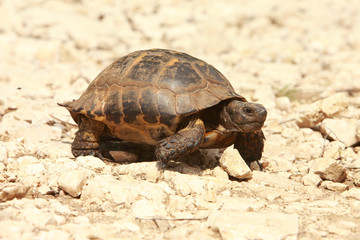 Spur-thighed Tortoise (Testudo graeca) in natural habitat
