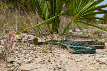 Bluestripe Garter Snake (Thamnophis sirtalis similis)