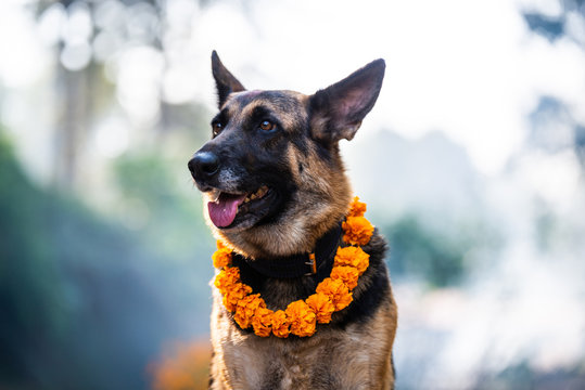 German shepherd with a marigold garland being worshiped during Kukur Tihar (dog Deepawali) in Kathmandu, Nepal