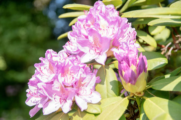 Obraz na płótnie Canvas flowers of blooming rhododendron