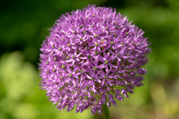 flowers of blooming garlic