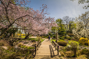 Obraz premium Der Frühlig im Setagaya Park, Wien, Österreich