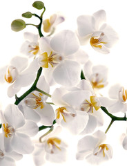 Plakat White orchid