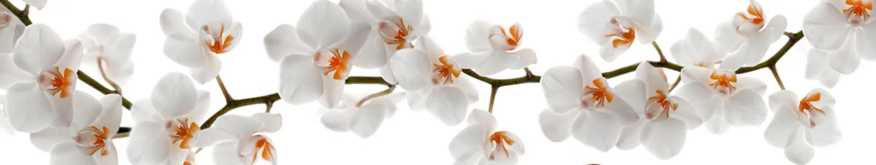Photo sur Plexiglas Orchidée Branche d& 39 orchidée avec des fleurs