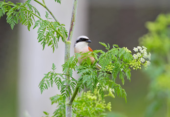 The male red-backed shrike sits on a large green grass with white flowers