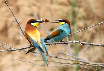 Ritual feeding in the mating season for European bee-eaters. Male feeds female on branch