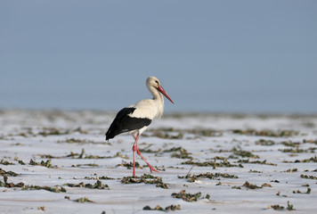 A white stork roams the snow-covered field in search of food