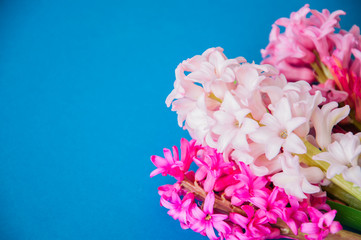 Beautiful hyacinth flowers bouquet on a blue background. Top view and copy space.