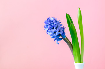 One violet hyacinth flower in vase. Pink background. Copy space.