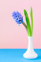 One violet hyacinth flower in vase. Pink background. Copy space.