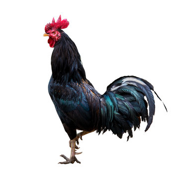 Black rooster chicken isolate on white background