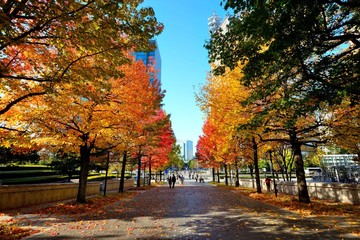 みなとみらいの秋
横浜美術館の前の通りの紅葉は見事だ。