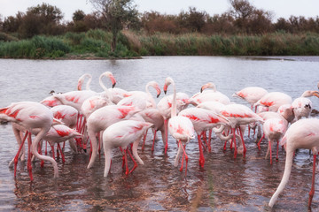 Pink flamingo, birds in the wild nature, ornitological park Pont de Gau, Camargue, south France