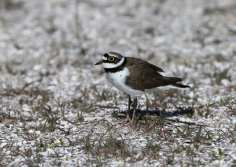  Close-up portrait of a male Little ringed plover standing on the sand
