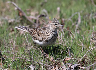 The Eurasian skylark (Alauda arvensis) sits on the green grass. A large plan and a detailed photo