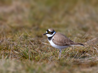 Close up photo of a male Little ringed plover in breeding plumage stands on a grass