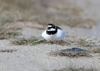 A current male of a ringer plover in breeding plumage runs along the sand to drive out an opponent