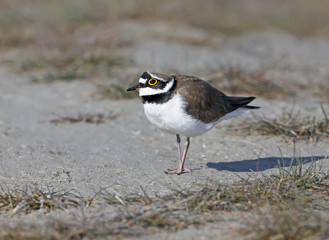 Close-up photo of a male little ringed plover in a wedding plumage