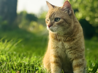outdoor cat