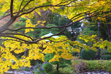 日比谷公園の紅葉 
黄葉が美しい
