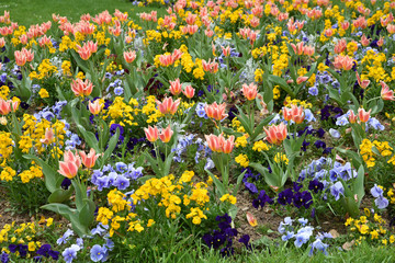 Tulipes et pensées au jardin au printemps