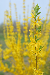 Blooming forsythia bush