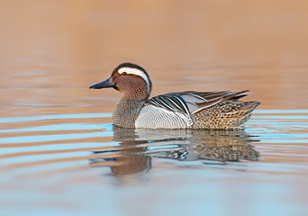 Adult male garganey floats in the water and looks at the camera in the time before sunrise