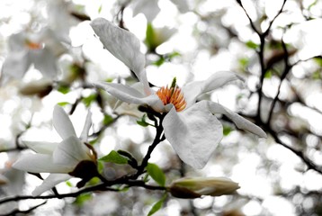 Magnolia 
