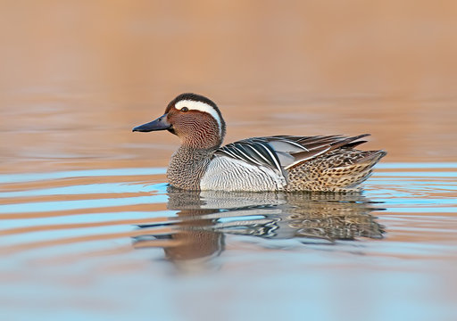 Adult male garganey floats in the water and looks at the camera in the time before sunrise